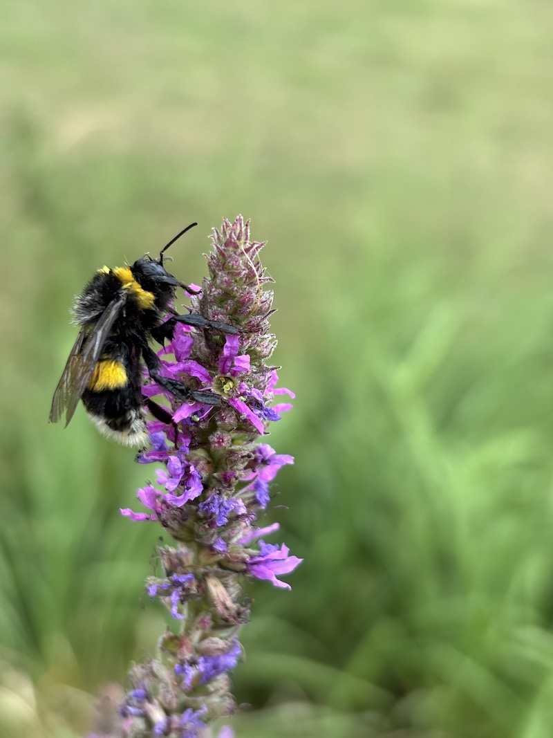 Lythrum