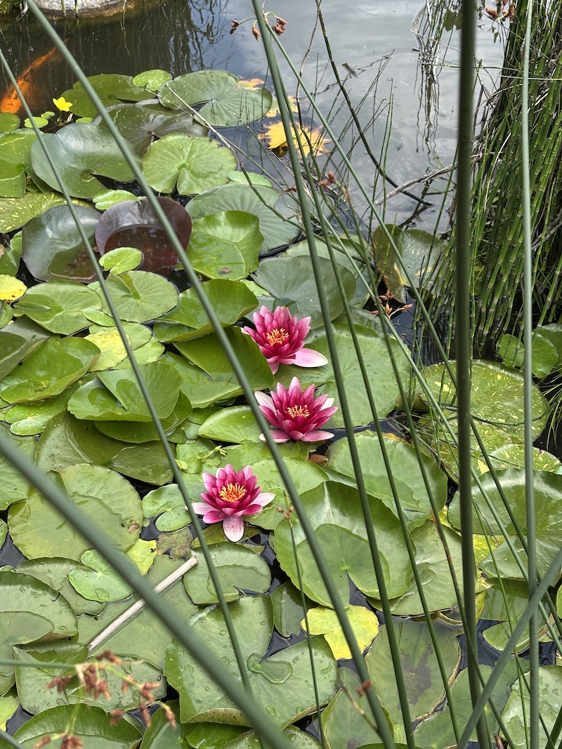 Nénuphar